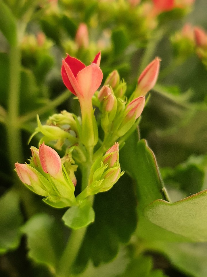 Born Flowers