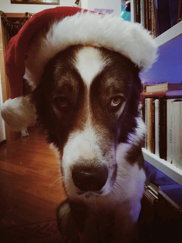 Merry Christmas