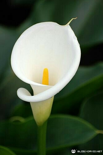 Arum