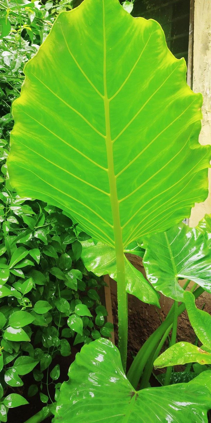 Green leaf
