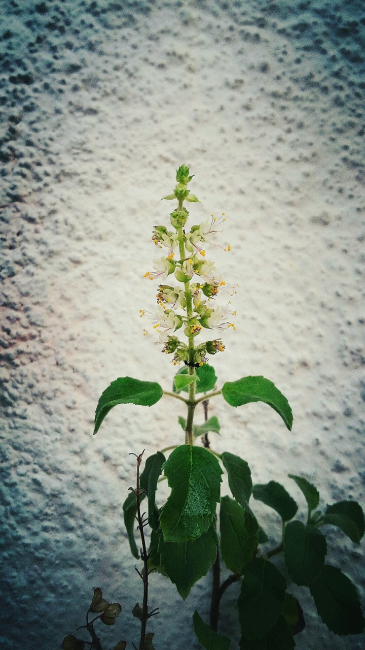 white flower