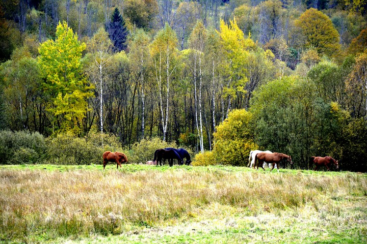 Horses