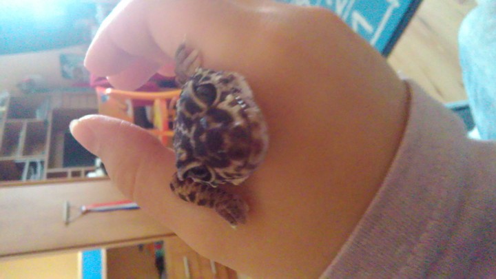 lizard