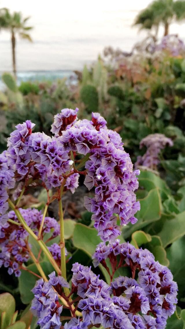 Lavender