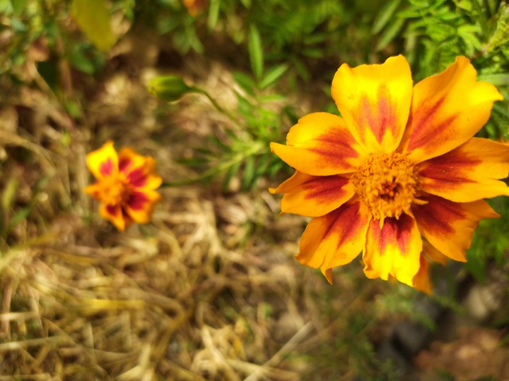 flower