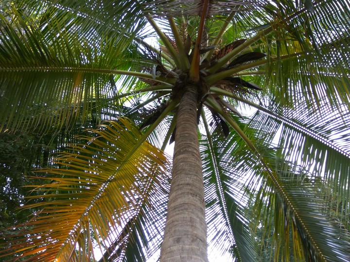 gaint coconut