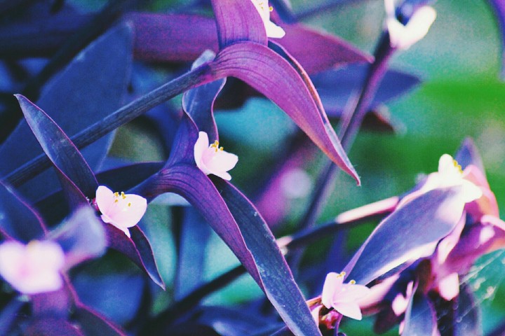 Pink flowers