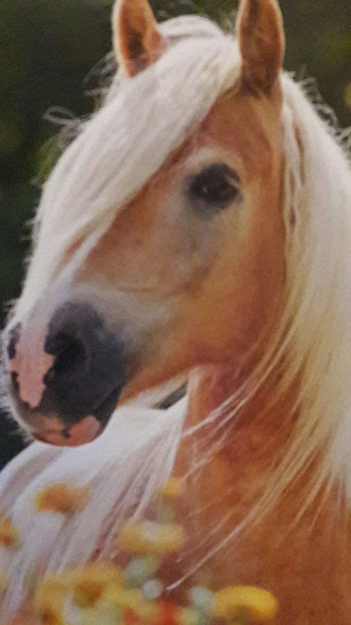 pferd