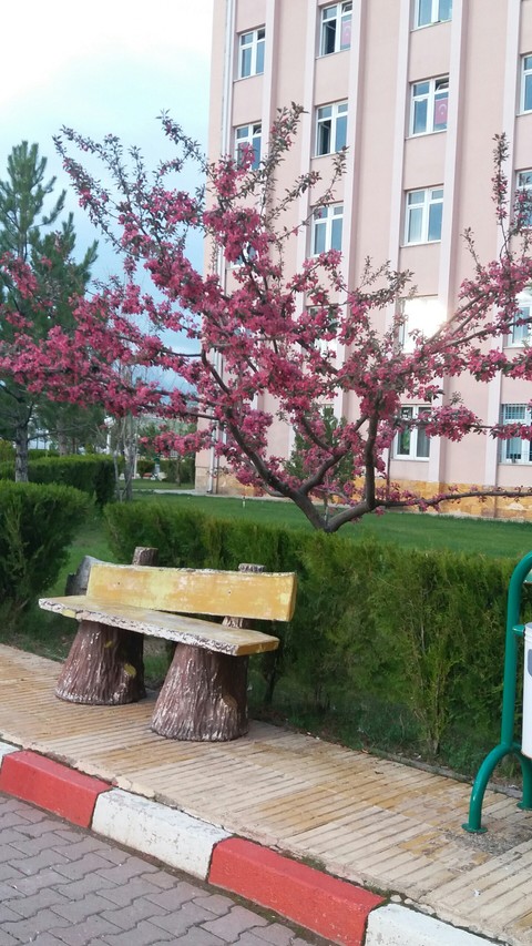 Spring