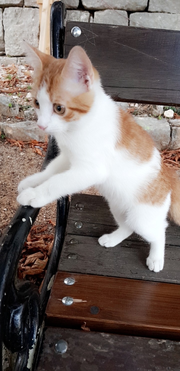 cat