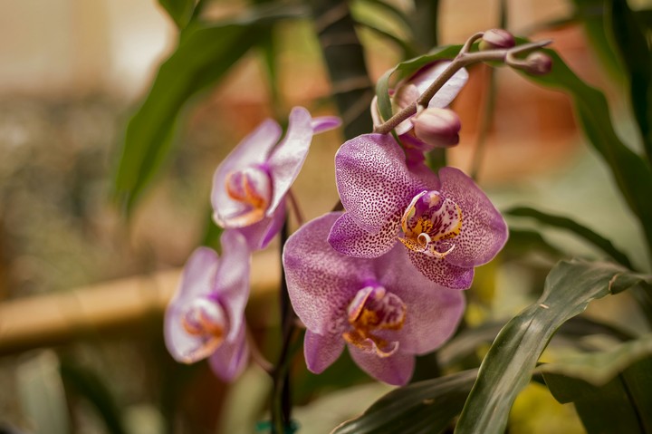 Flor Orquidea
