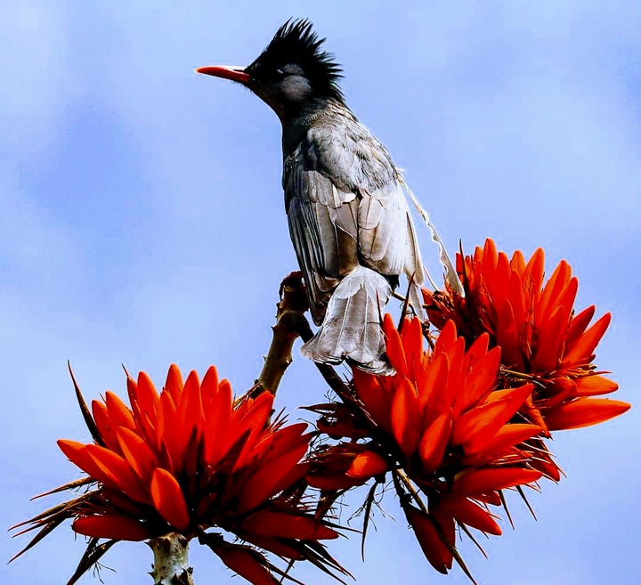 Himalayan Bulbul