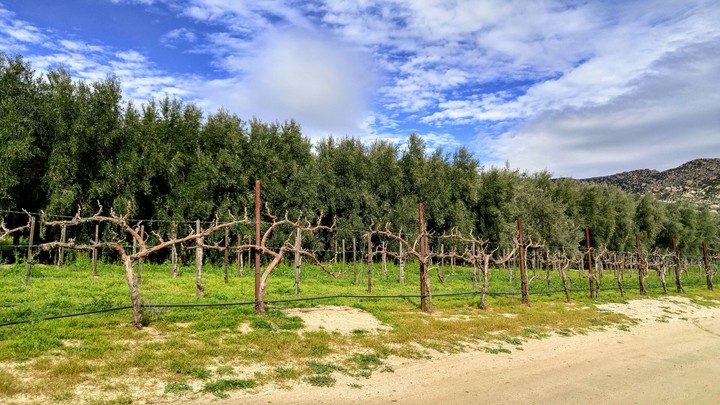 Olive Farm
