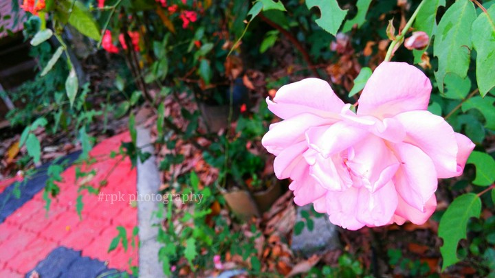 rpk photography