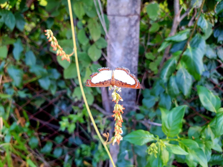 a beautiful butterfly