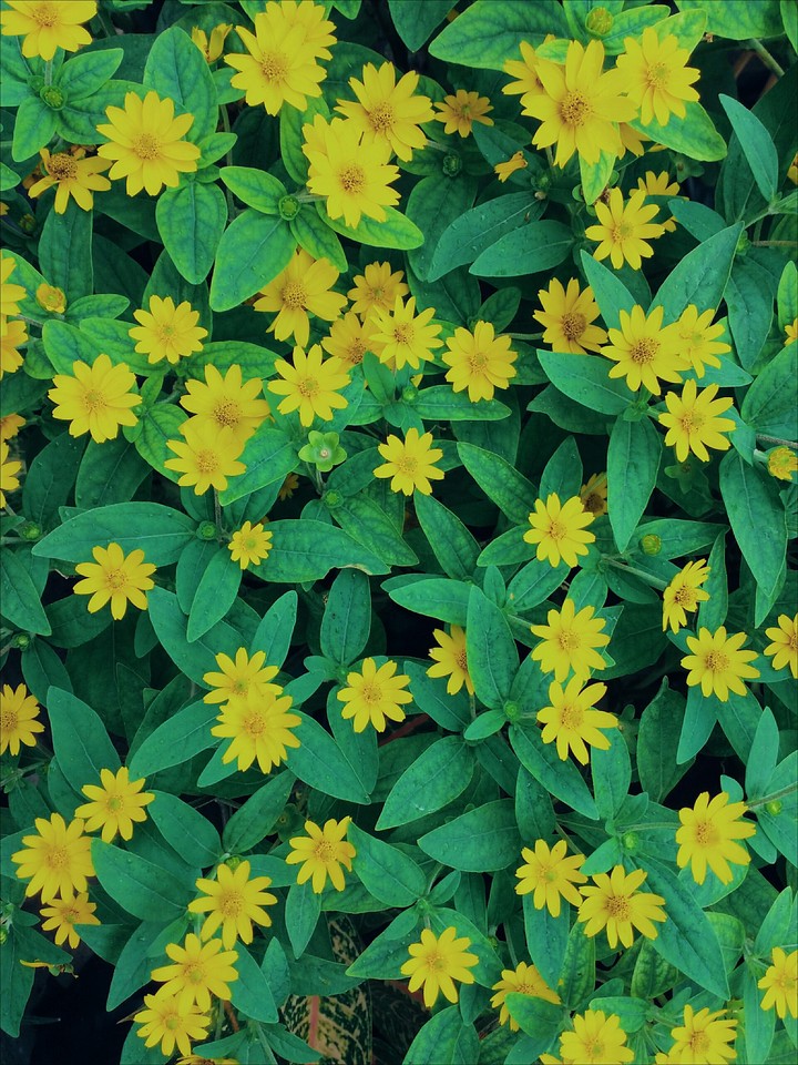 happy yellow