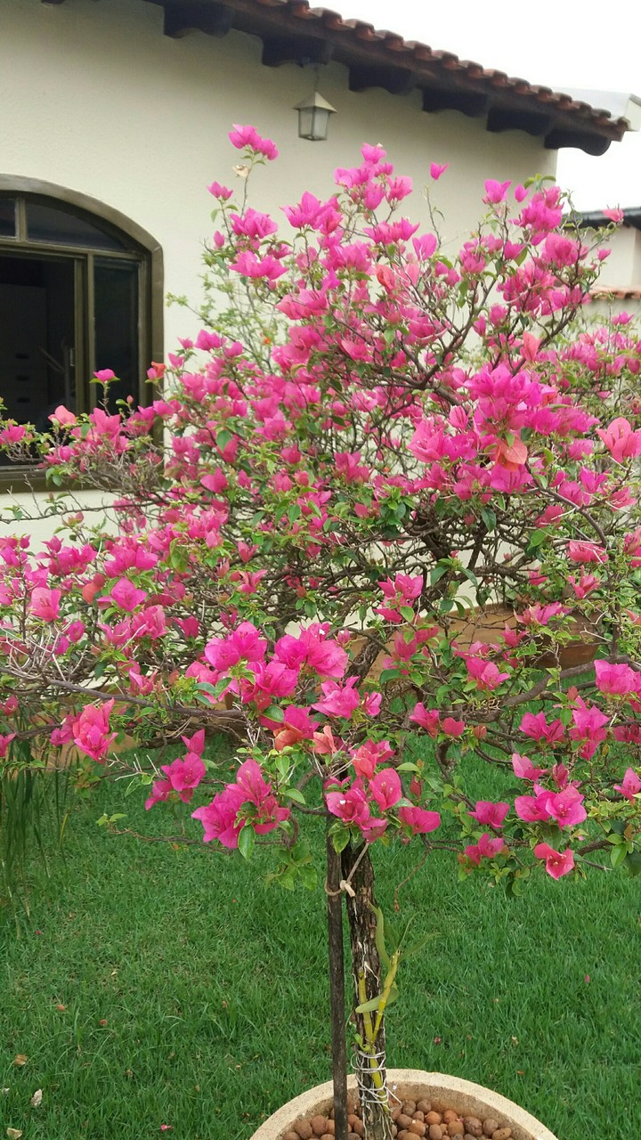 flower garden