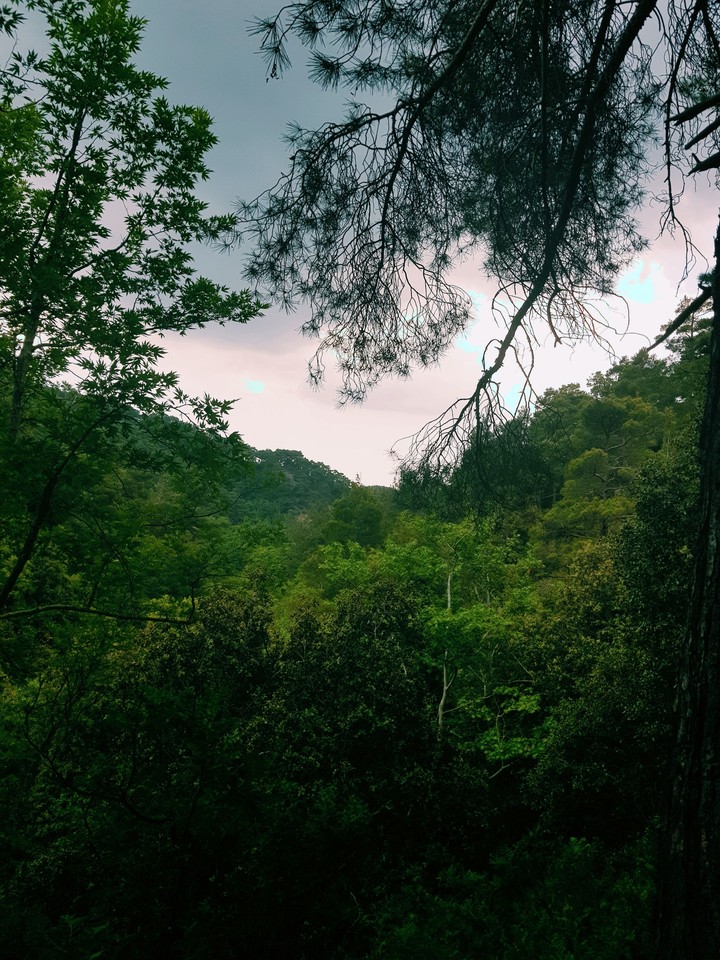 forest