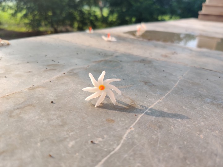 White flower