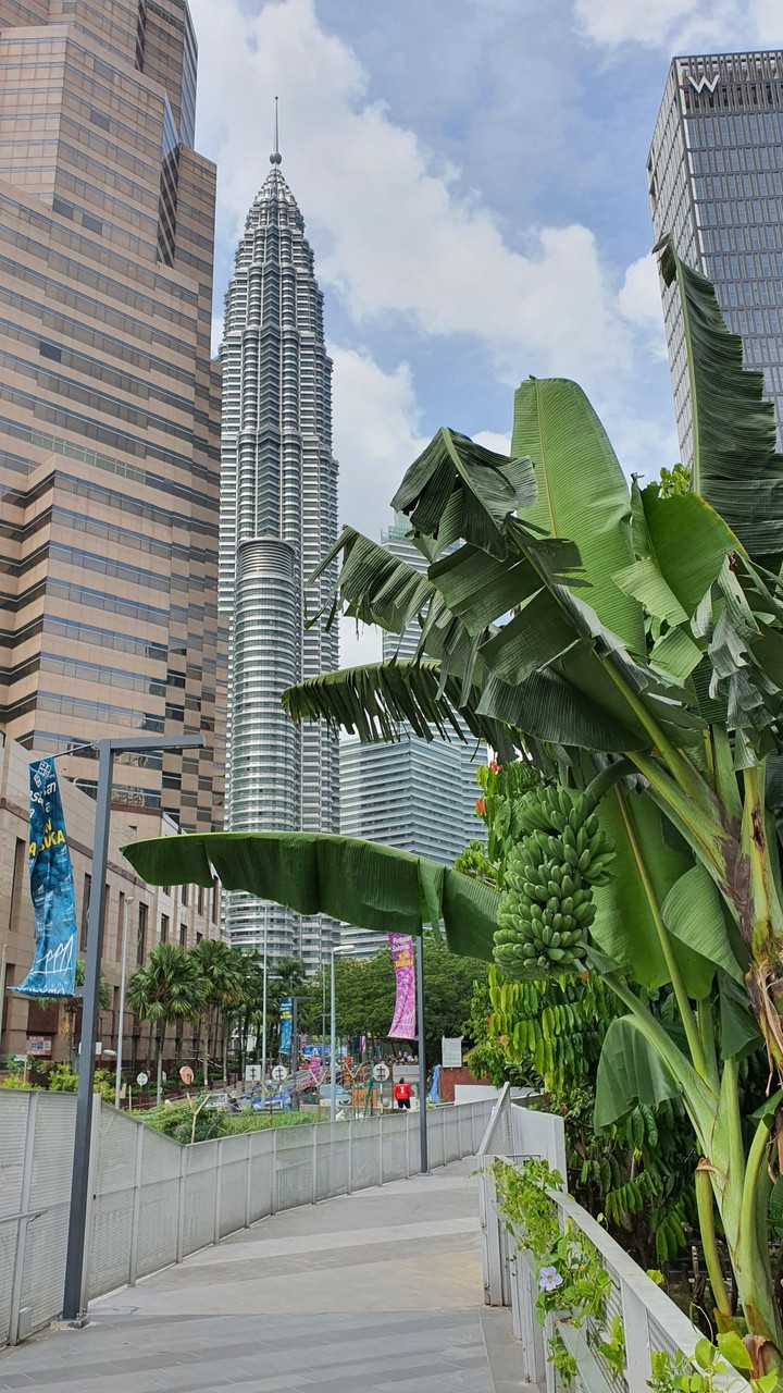 petronas