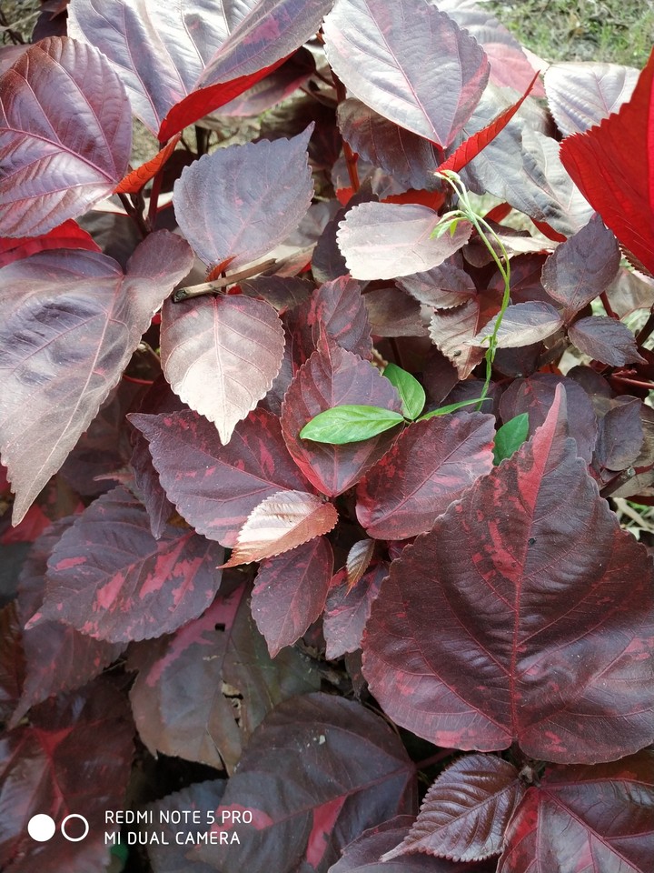 Red leafy