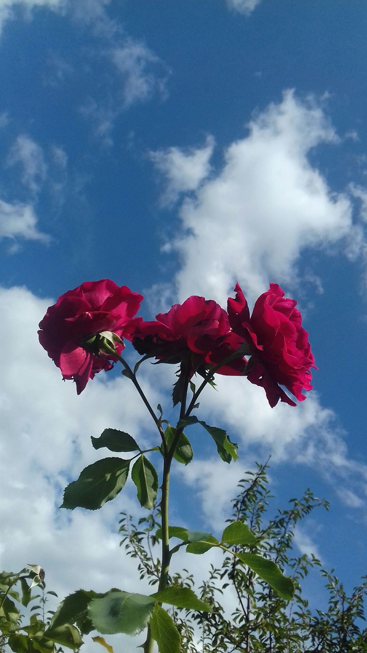 rose in the sky