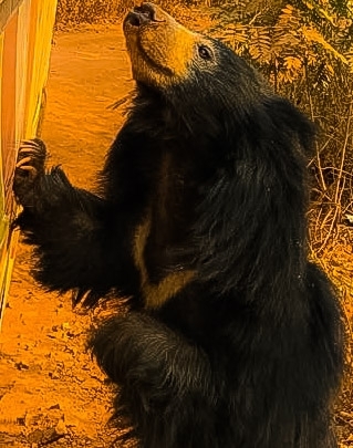 bear