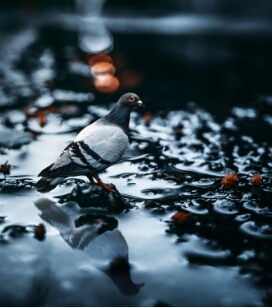 pigeon