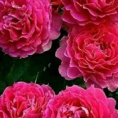 Rosa ? Indica
