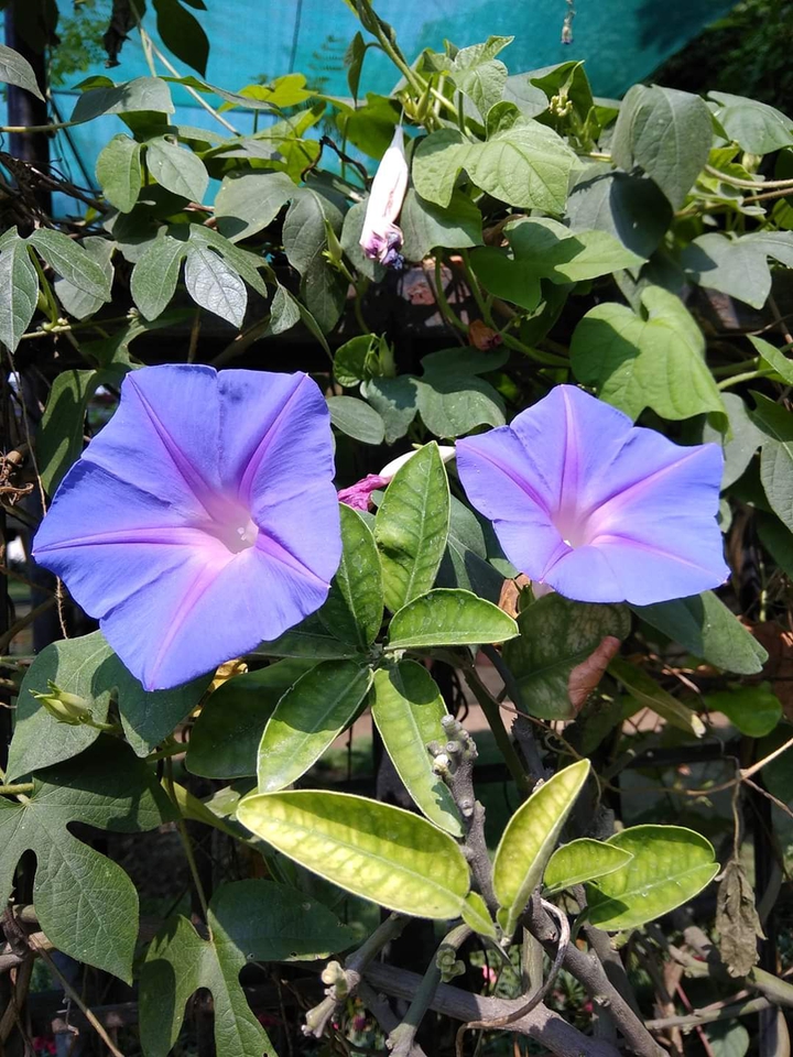 NATURE