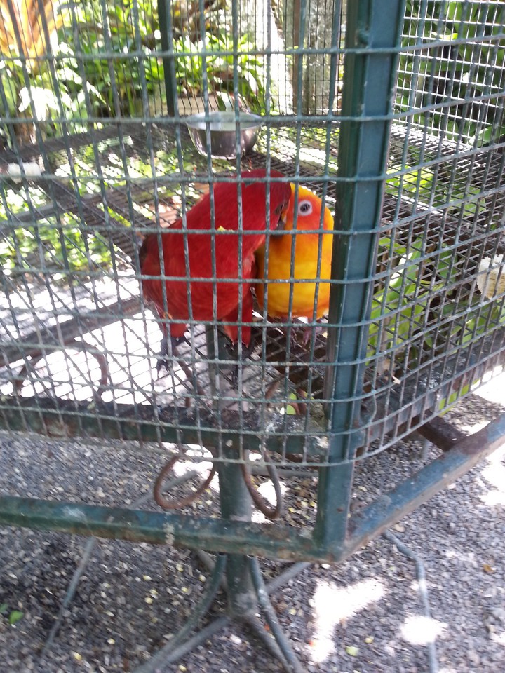 parrots