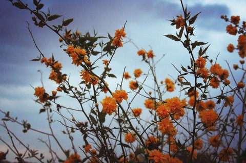 yellow spring