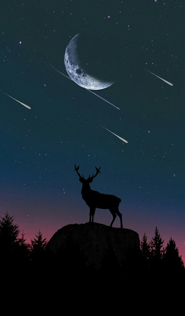 deer in the night