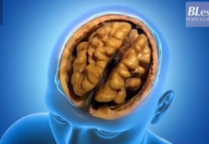 Brain