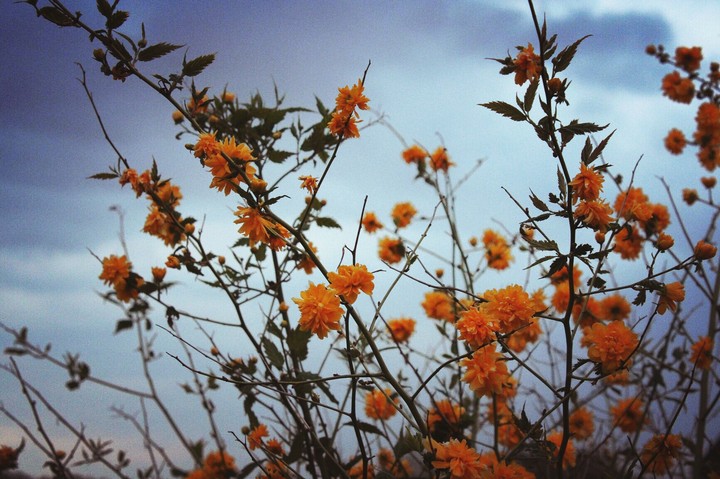 yellow spring