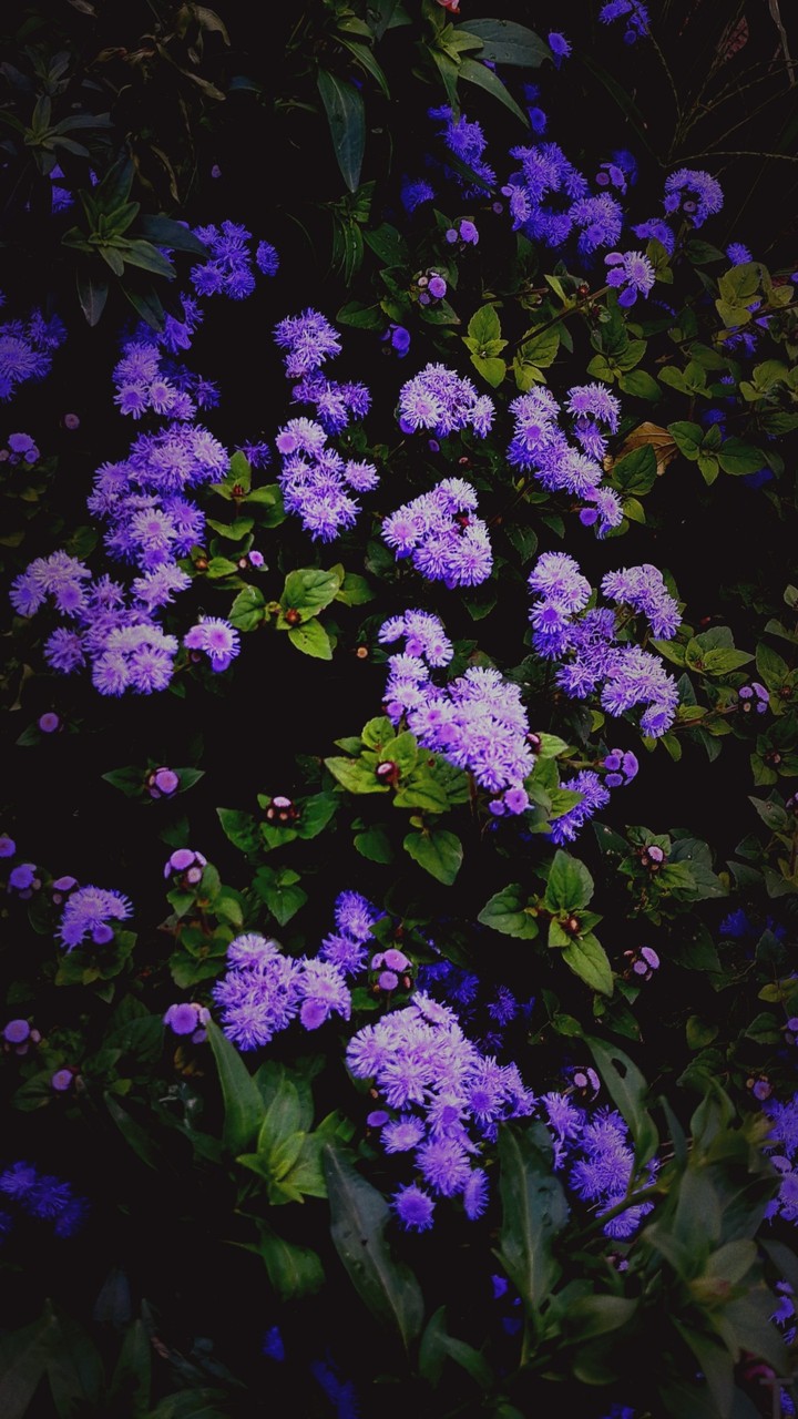 #цветы#фиолетовые#зелёный