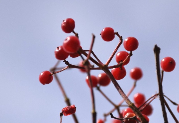 fruit