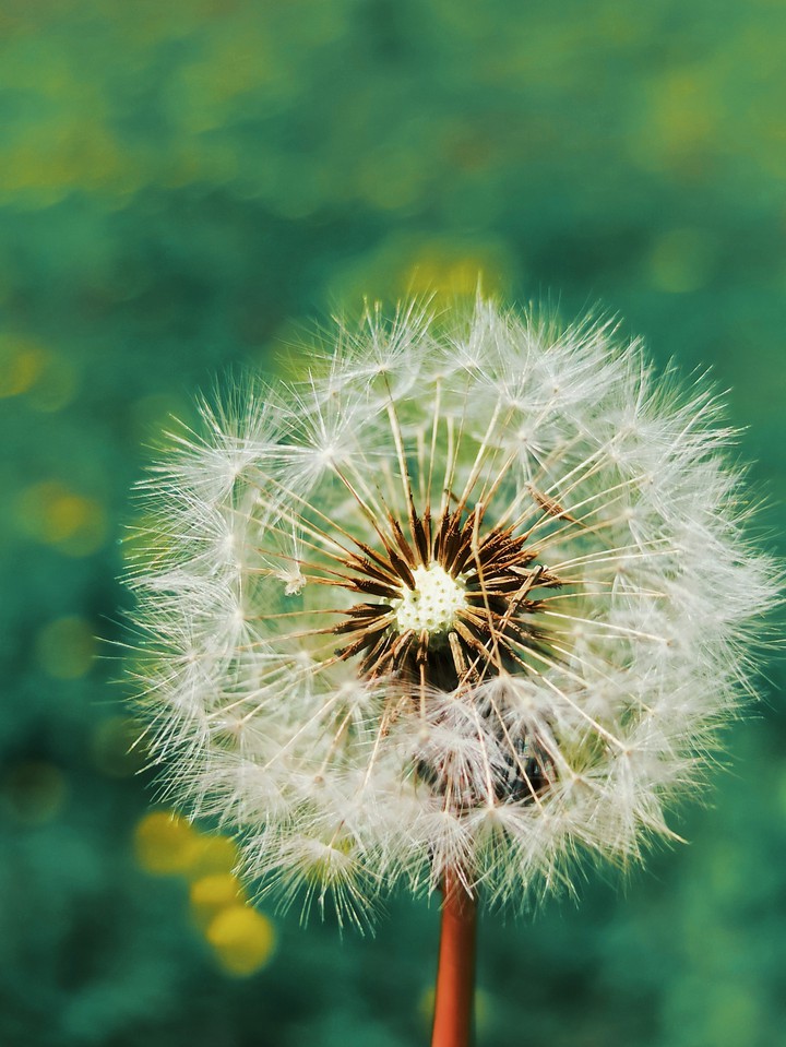 dandelion