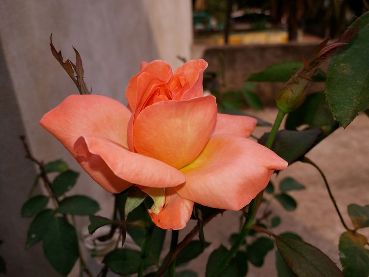 beautiful_Rose