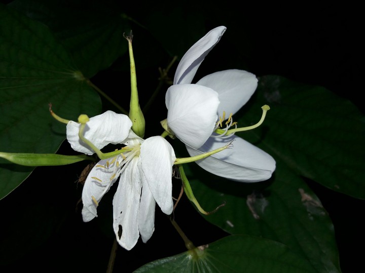 white flower