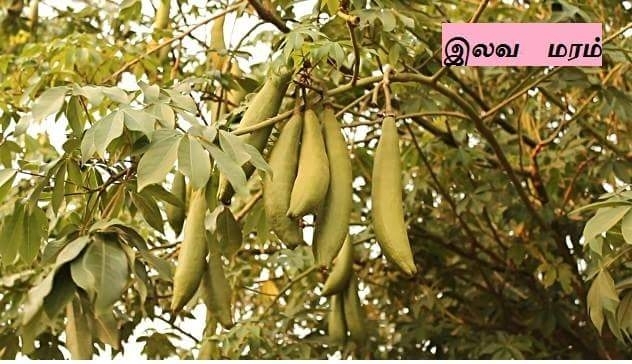 இலவ மரம்