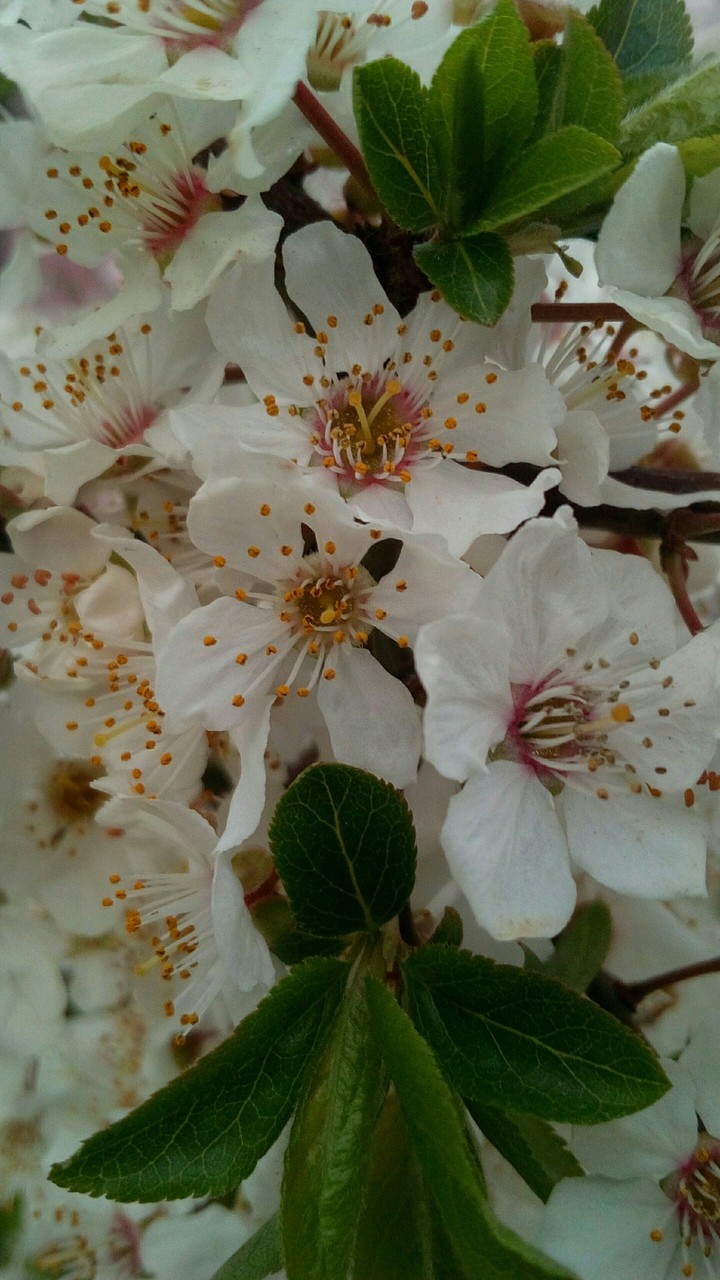 spring flower