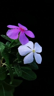Dancing flowers in breeze