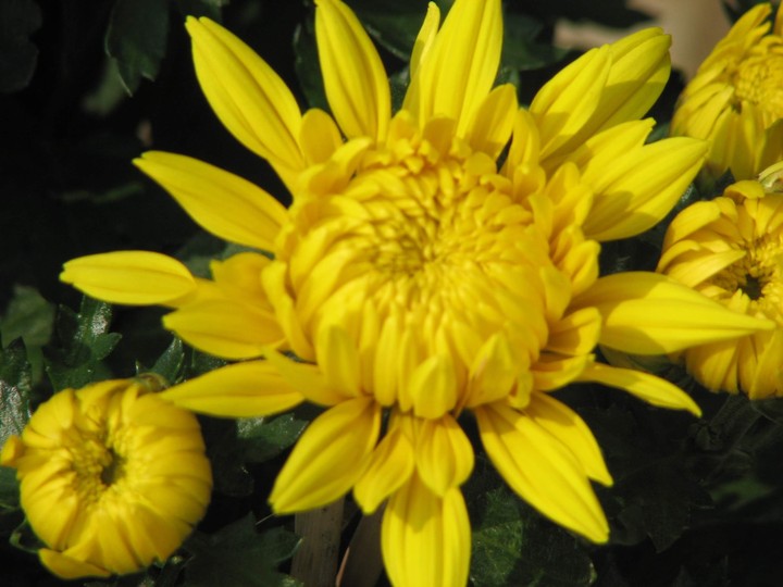 Winter flowers