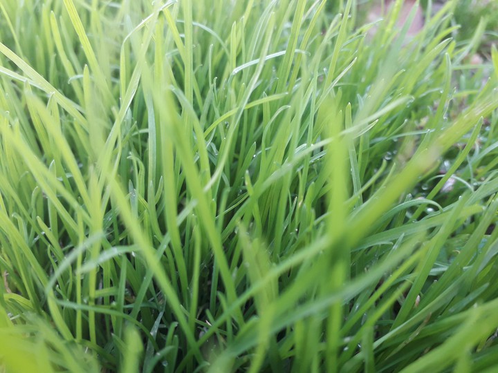 green grass of november