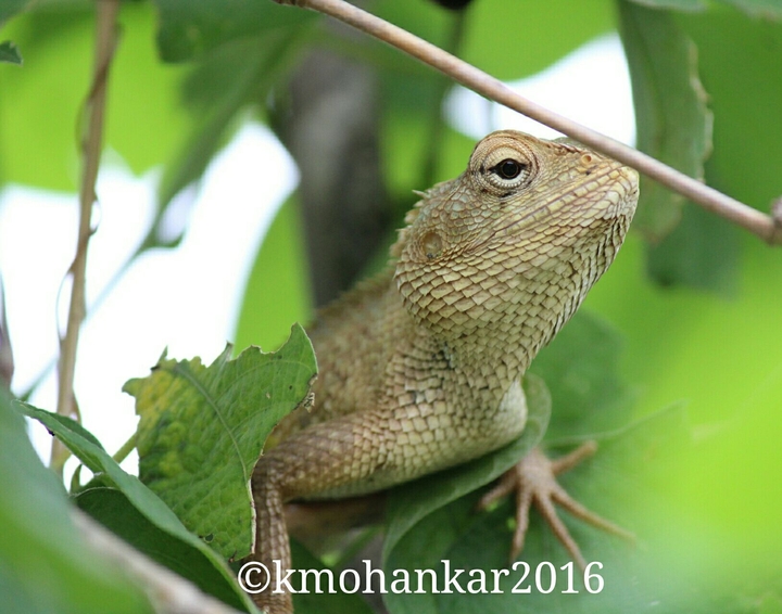 A Chameleon