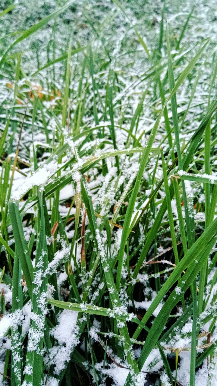 white and green