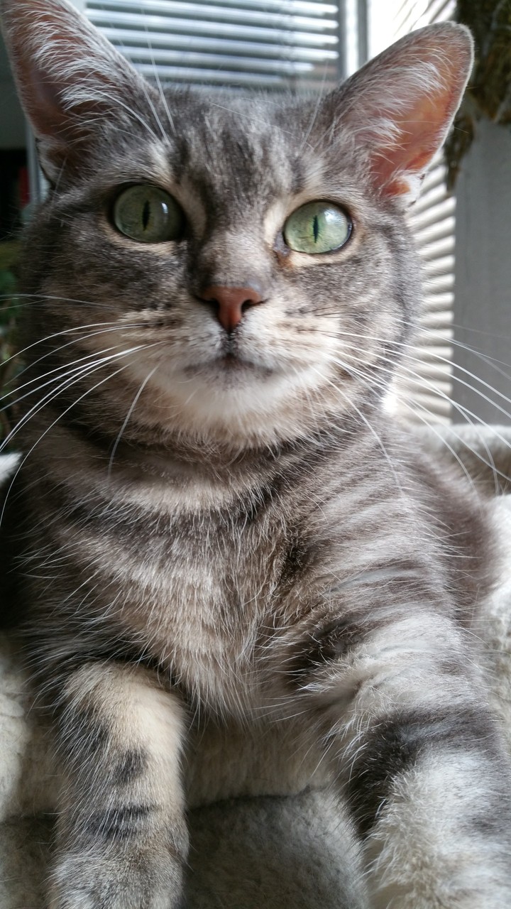 The Lady Grey