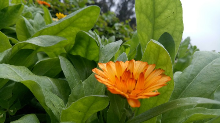 flowers
