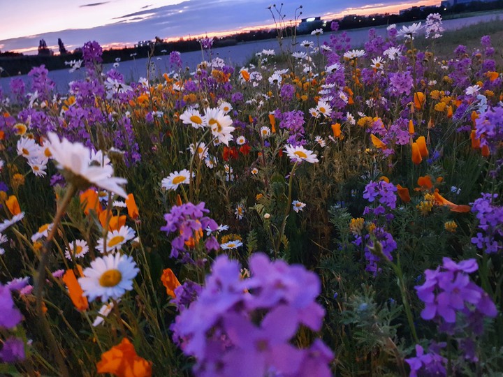flower